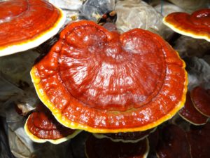 ganoderma-1829862_1920